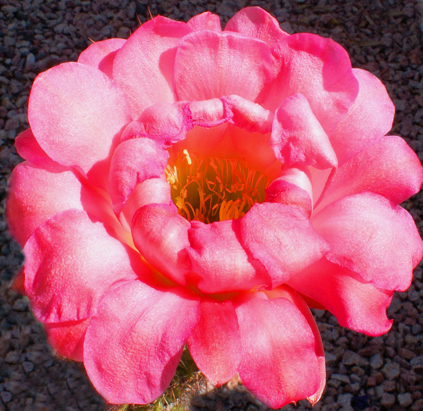Flower Power