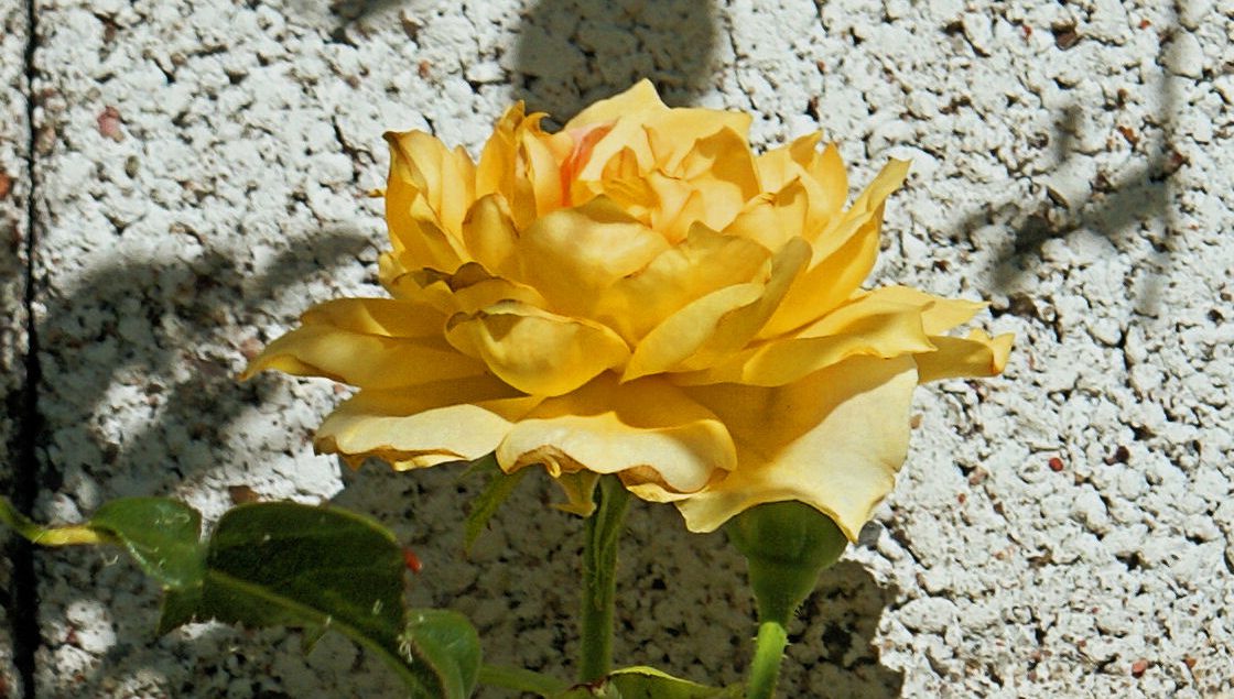 Early morning flowers