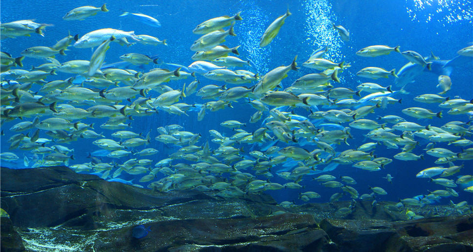 There is something fishy in Atlanta…