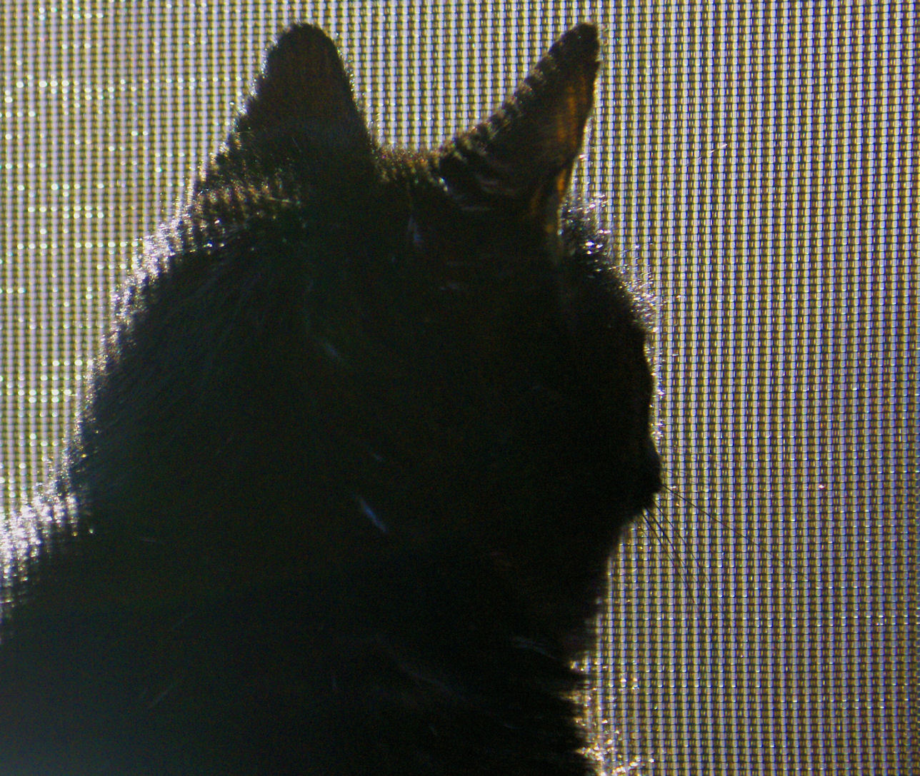 What’s out there, cat?