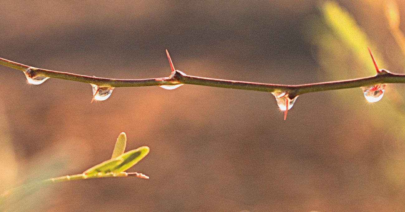 Morning after the rain