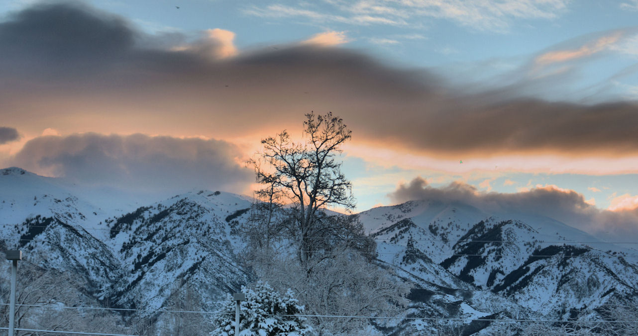 Snow and Trees in Utah