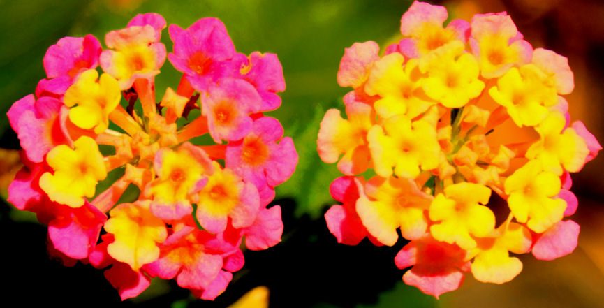 Morning flowers