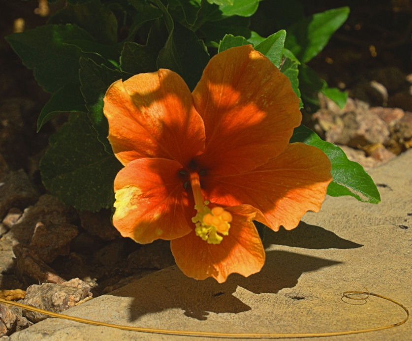 Orange Flower- A Study in Light and Technique