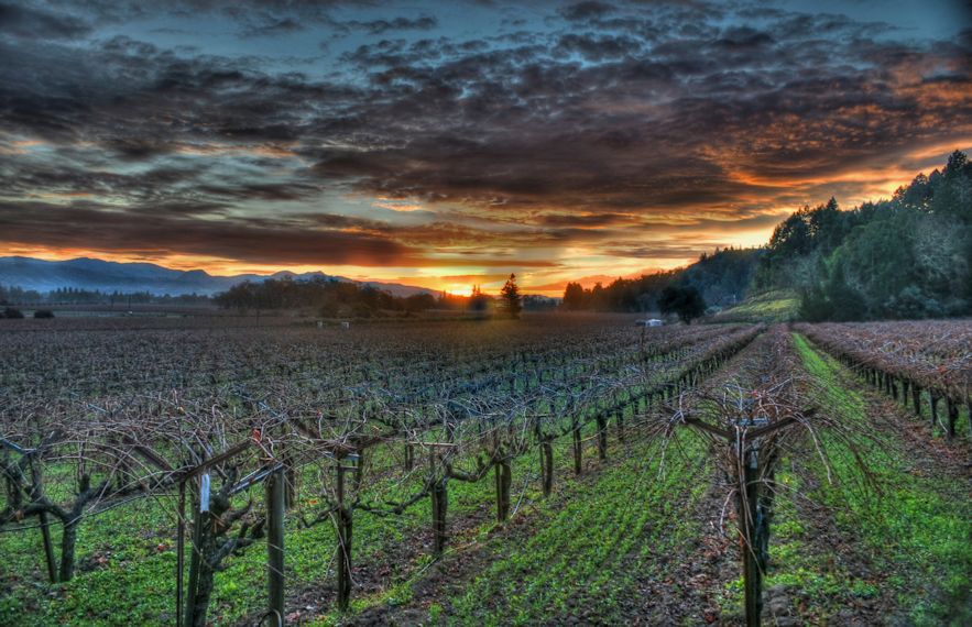 Napa Wineries, part 2
