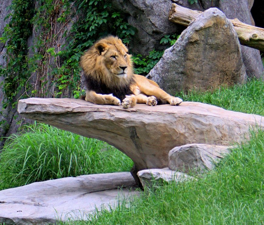 A Day in the Park/ Zoo