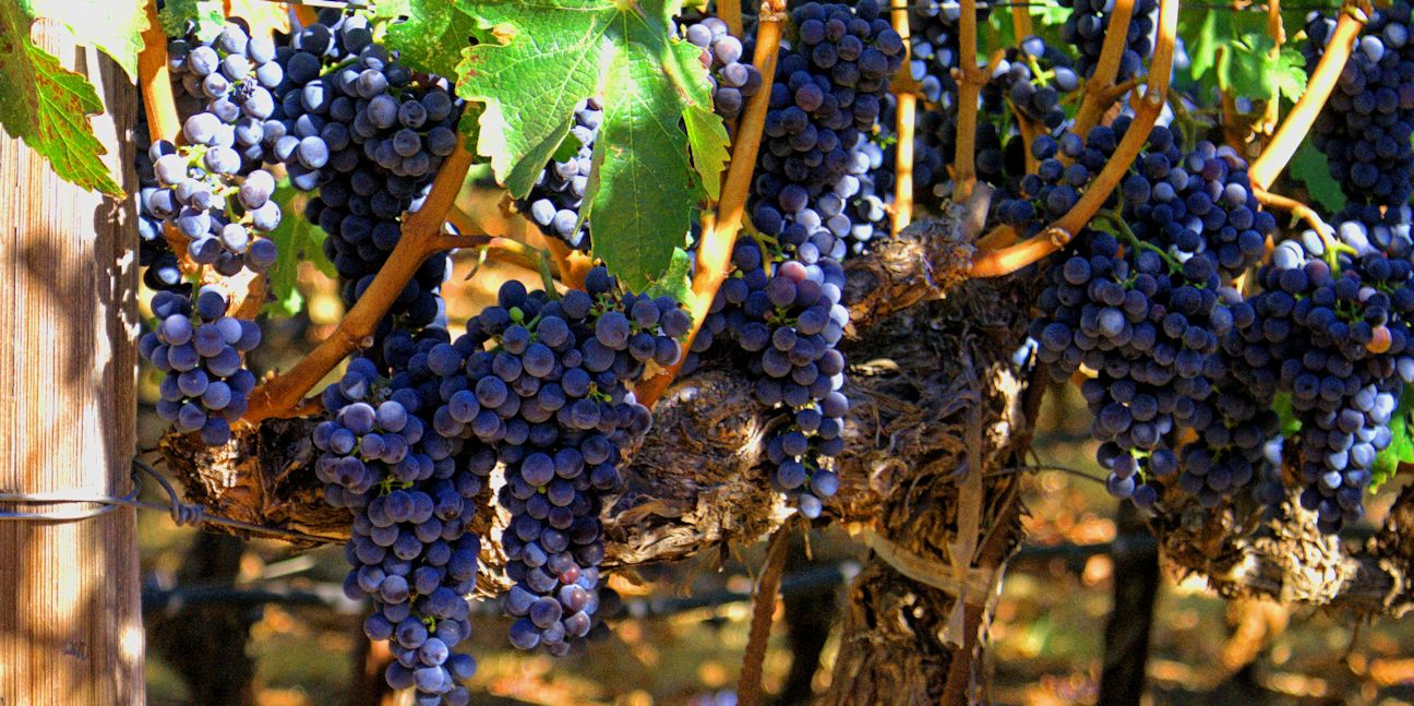 Napa Up Close