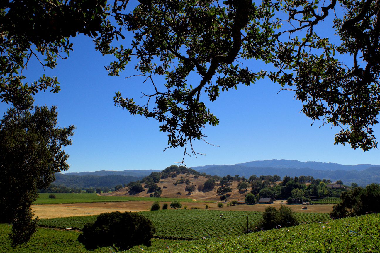 Napa Scenics