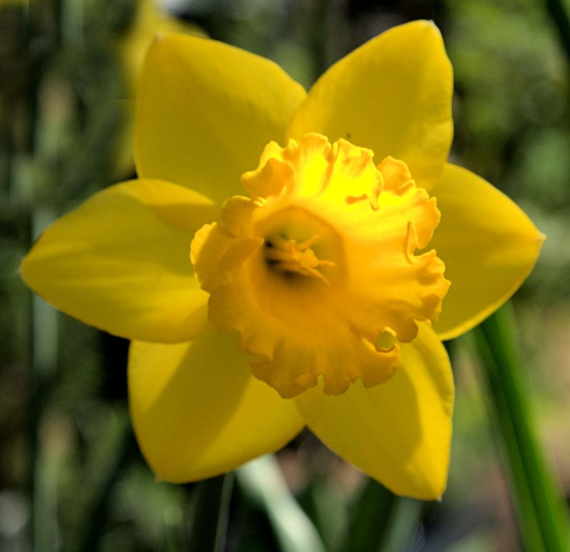 Napa Spring