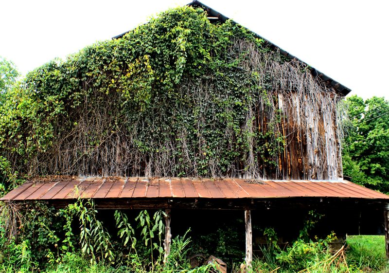 North Carolina Vines… everywhere
