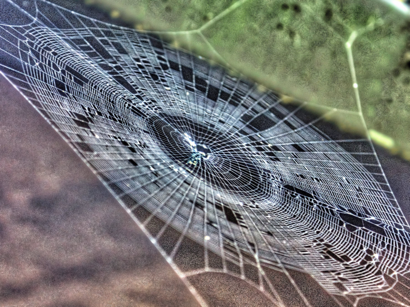 The itsy bitsy spider…