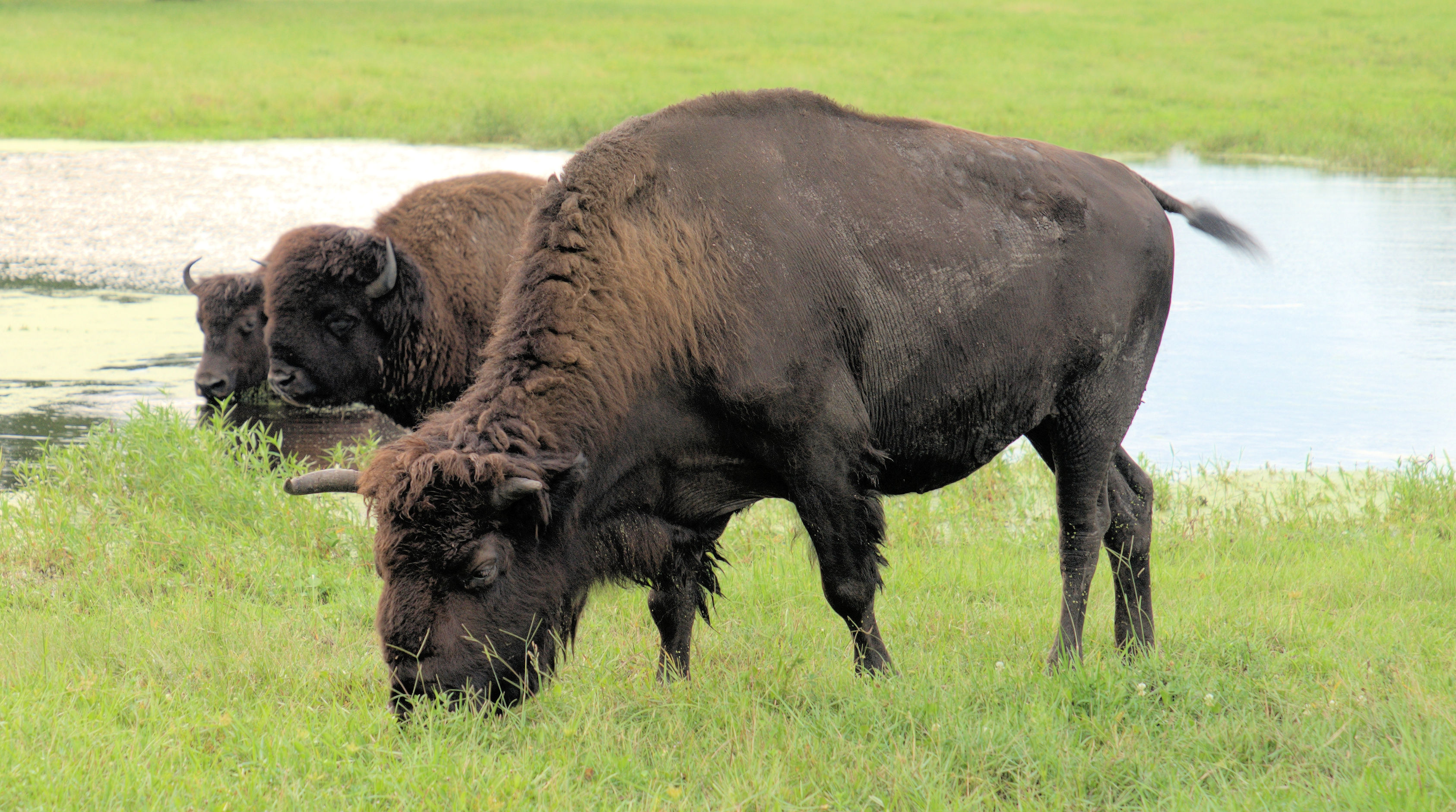 B’s & B’s: Buffalos and Birds