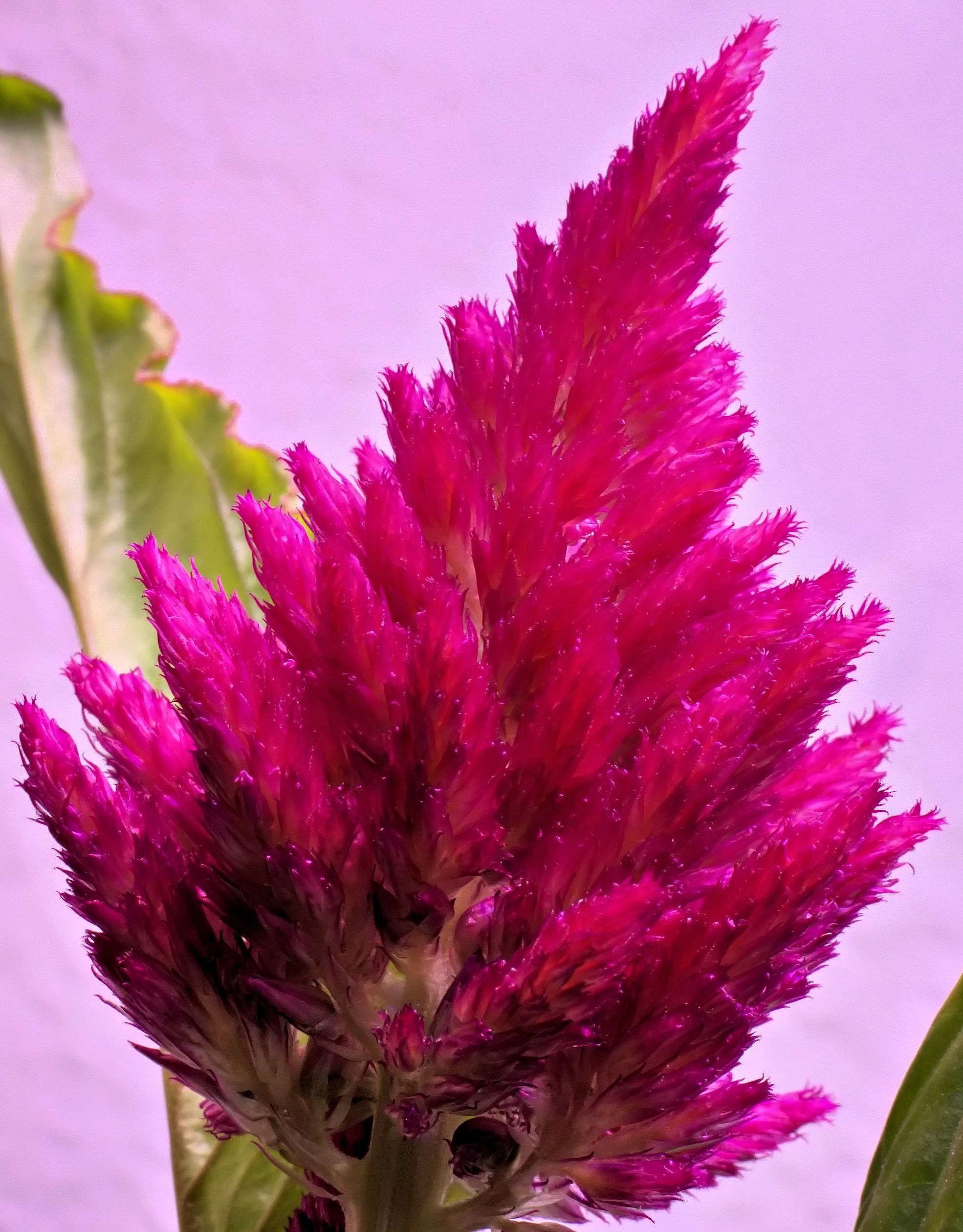 May Flowers- Rainbow Fire