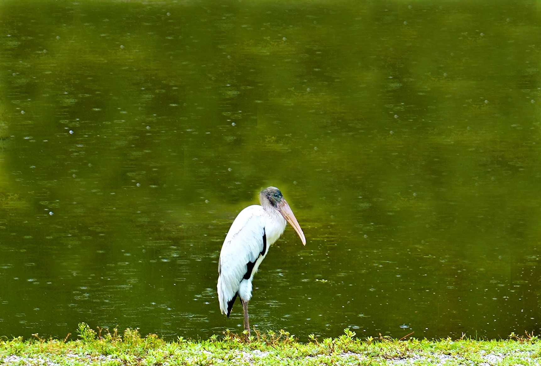 Outside the front door in yesterday’s rain