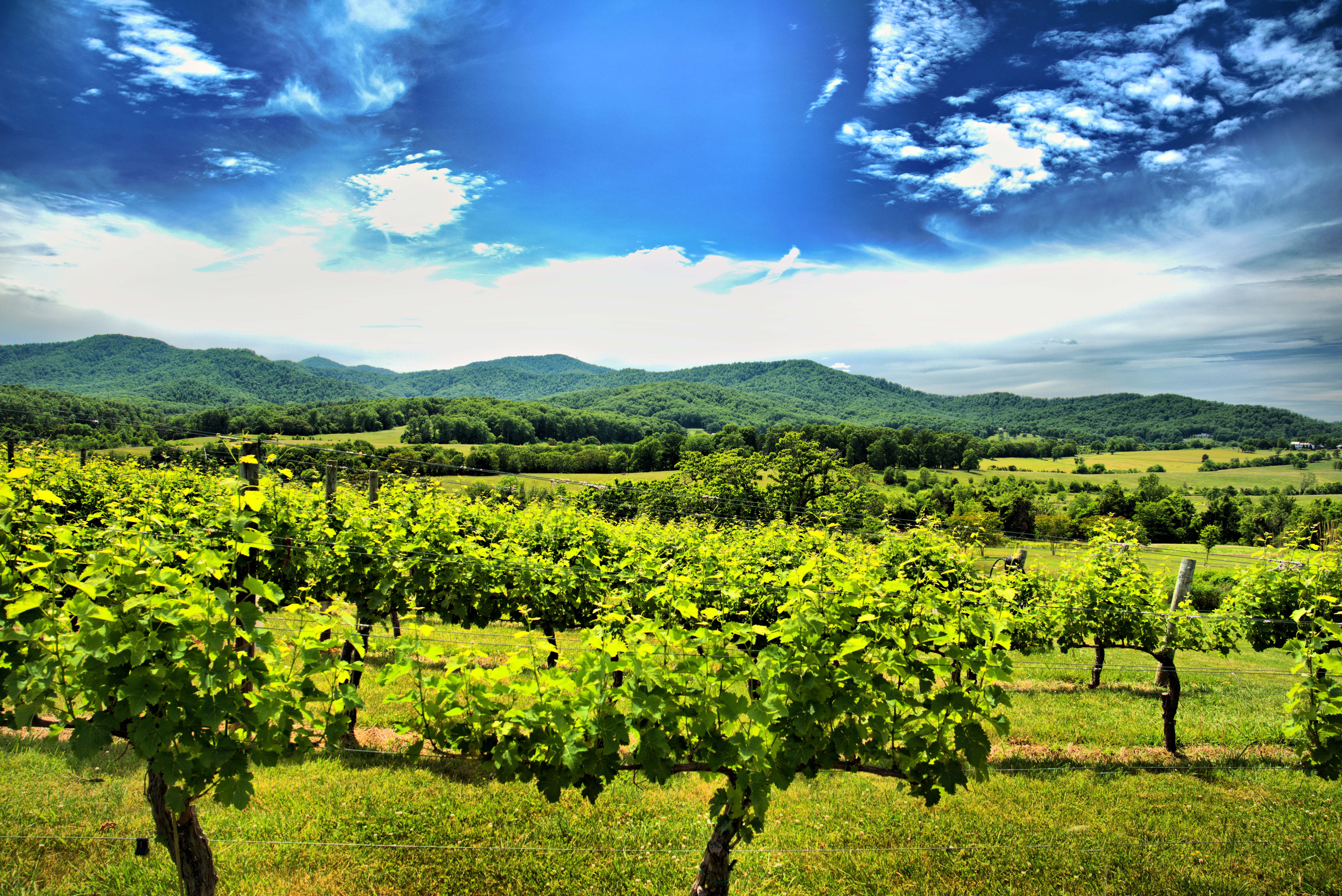 Winery Wanderings- Virginia