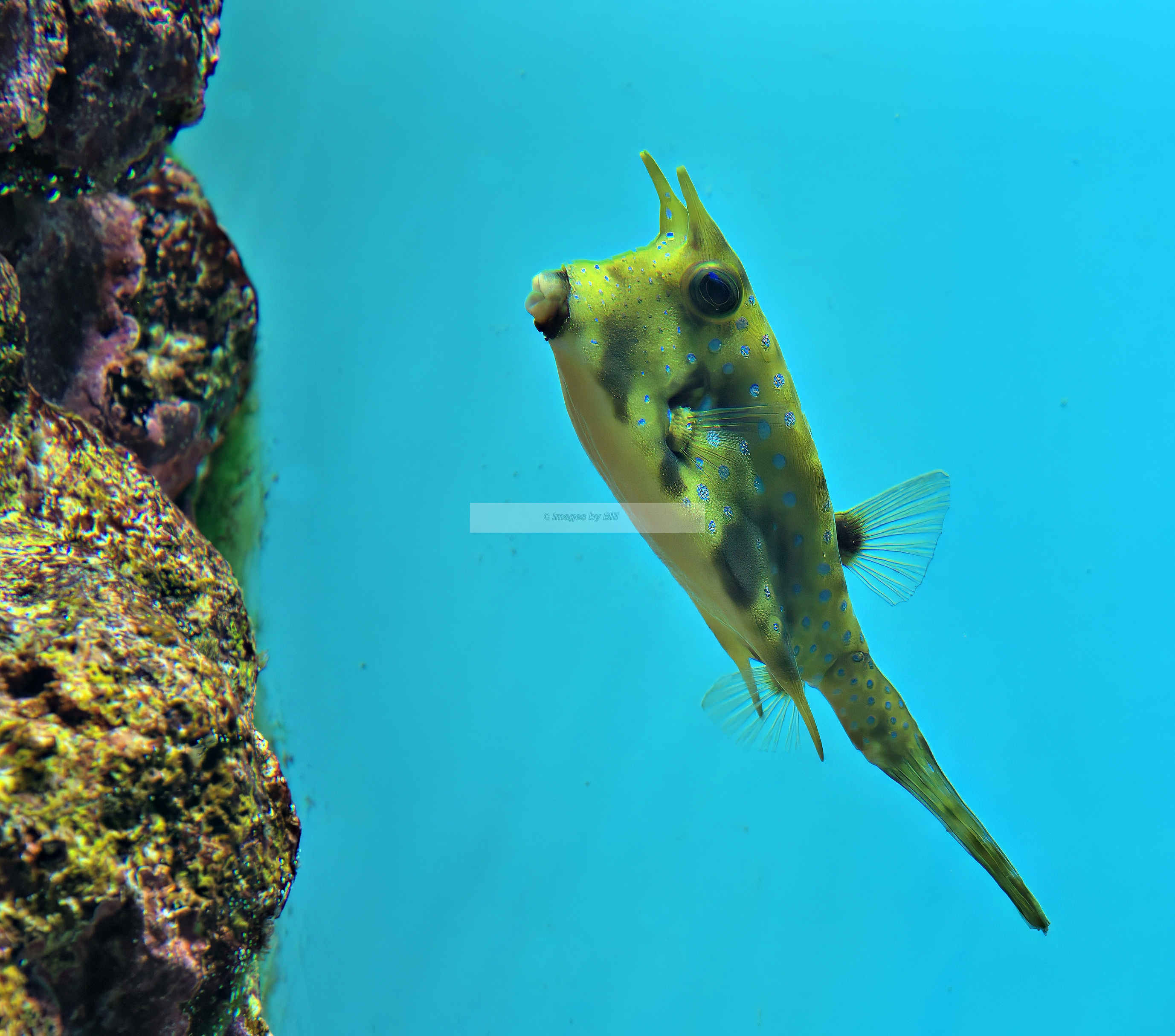 Kagoshima, Japan- One with the fishies
