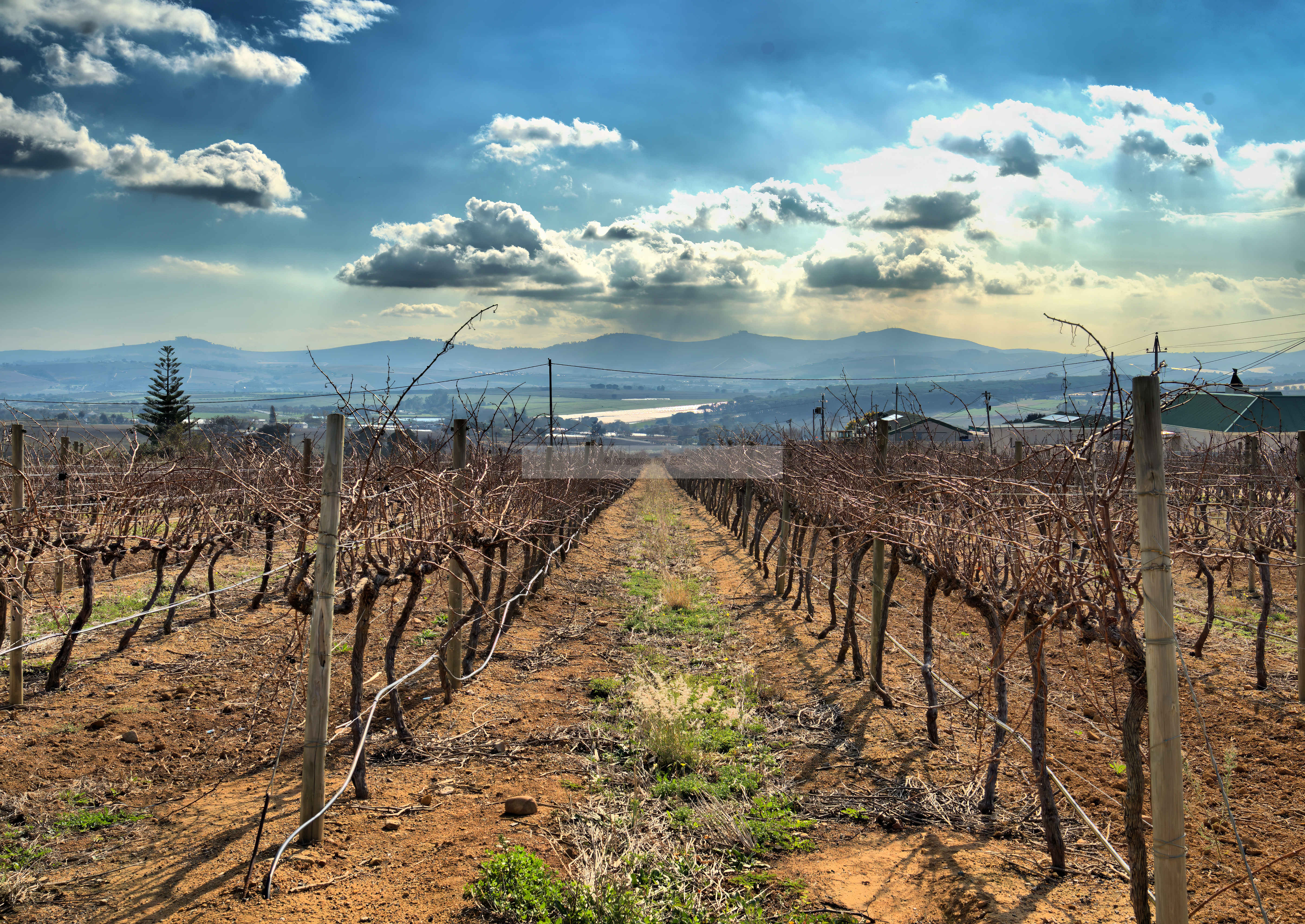 Cape Town, South Africa- Day 2- Stellenbosch = WINE